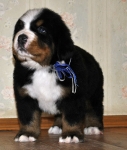 m w blue 5weeks 4
