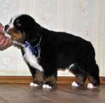 m w blue 5weeks 5