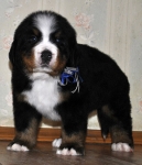 m w blue 5weeks 7