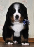 m w blue 5weeks 8