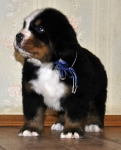 m w blue 5weeks 9
