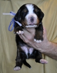 m white blue 14 days