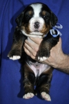 m white blue 3weeks