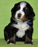 m white blue 4weeks 2