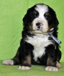 m gray 4weeks 2