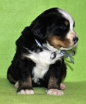 m gray 4weeks 5