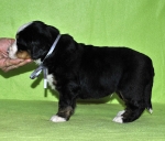 m gray 4weeks 9