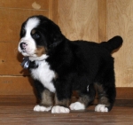 m gray 5weeks