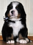 m gray 5weeks 11
