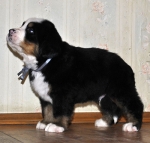 m gray 5weeks 2