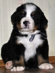 m gray 5weeks 5