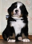 m gray 5weeks 6