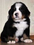 m gray 5weeks 9