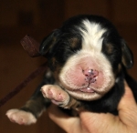 m broun 5days
