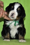 m green 4weeks 1