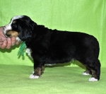 m green 4weeks 2