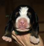 m green 5days