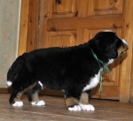 male green 5 weeks 11