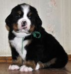 male green 5 weeks 12