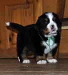 male green 5 weeks 3
