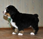 male green 5 weeks 5