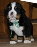 male green 5 weeks 7