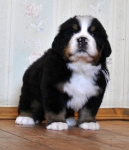 m white 5weeks 1