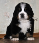 m white 5weeks 12