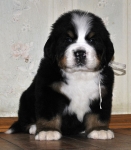 m white 5weeks 13