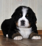 m white 5weeks 14