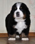m white 5weeks 15