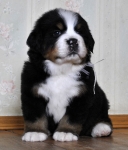 m white 5weeks 5