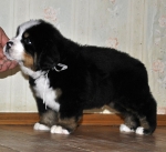 m white 5weeks 9