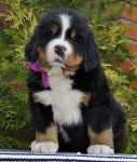 f lilac 6week