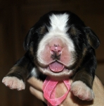 f pink 5days