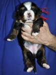 f red 3 weeks