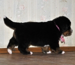 f w pink 5weeks 1