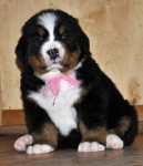 f w pink 5weeks 2