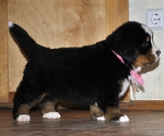 f w pink 5weeks 3