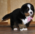 f w pink 5weeks 4