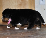 f w pink 5weeks 5