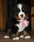 f w pink 5weeks 7