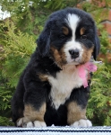 f w pink 6week