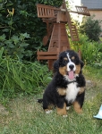 8 weeks