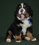 6 weeks 2