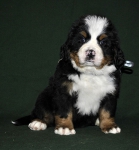 6 weeks 2