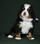 6 weeks 3