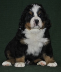 6 weeks 2