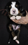 m brown 2weeks