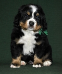 6 weeks 1